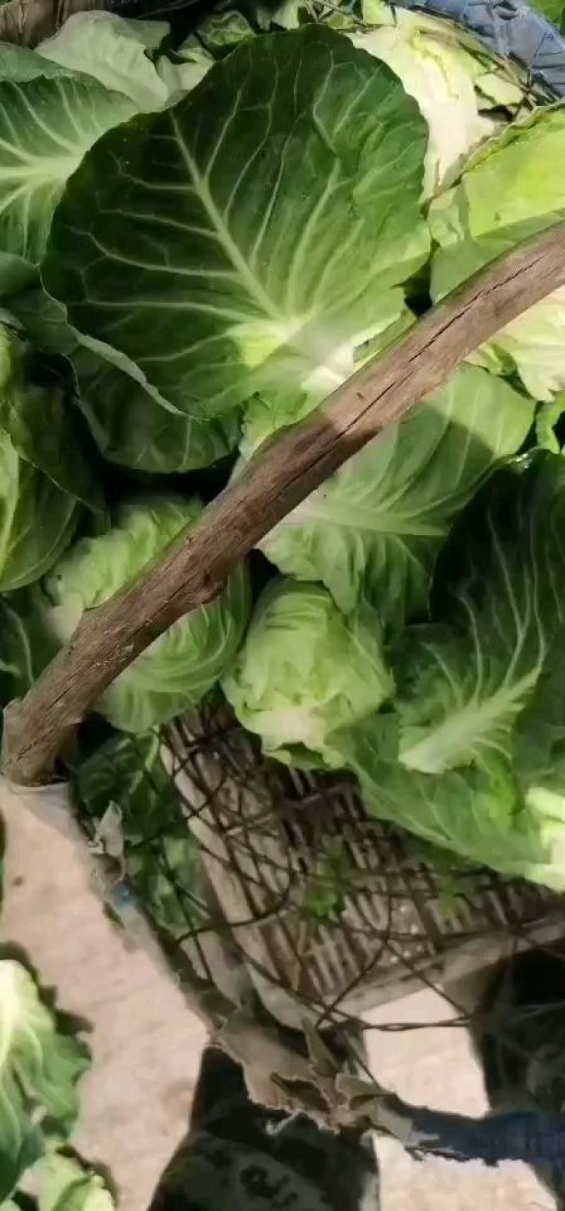 精品中甘甘蓝，河北甘蓝一手货源，自家种植全国供应
