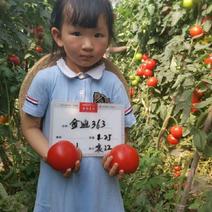 金迪363大红果西红柿种子菜种子蔬菜种子适合春秋栽培