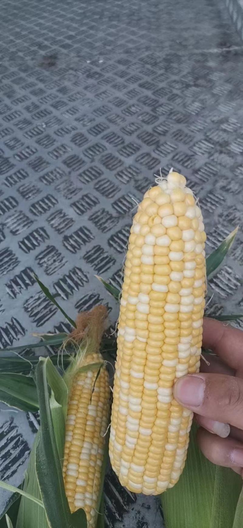 水果玉米大量有货，需要的联系！产地直销！