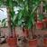 巴西木基地巴西木批发巴西木盆栽巴西木出售