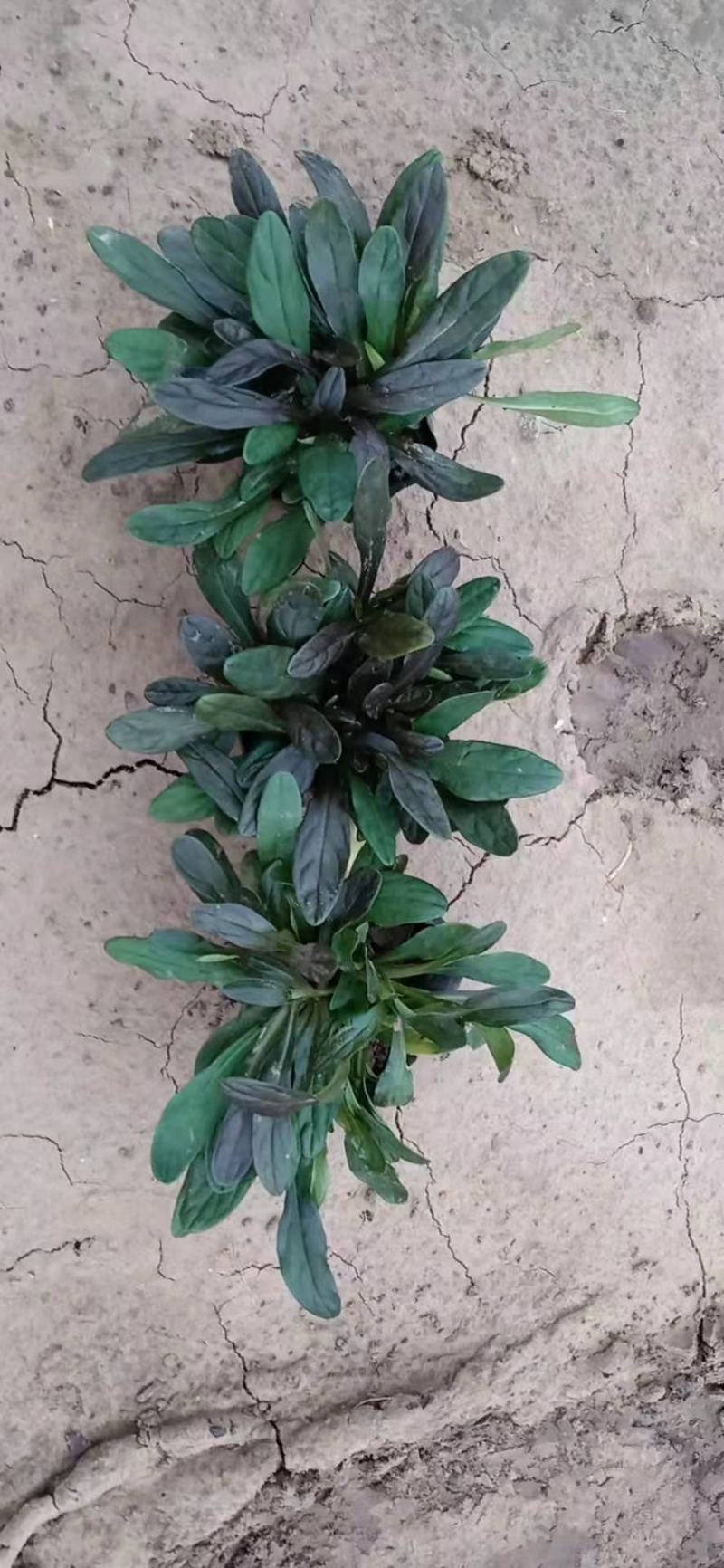 日本多花筋骨草，规格齐全，一手货源，大量有货，基地直发