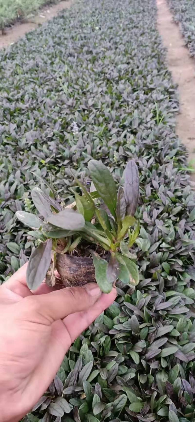 日本多花筋骨草，规格齐全，一手货源，大量有货，基地直发