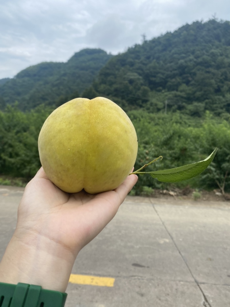 锦绣黄桃