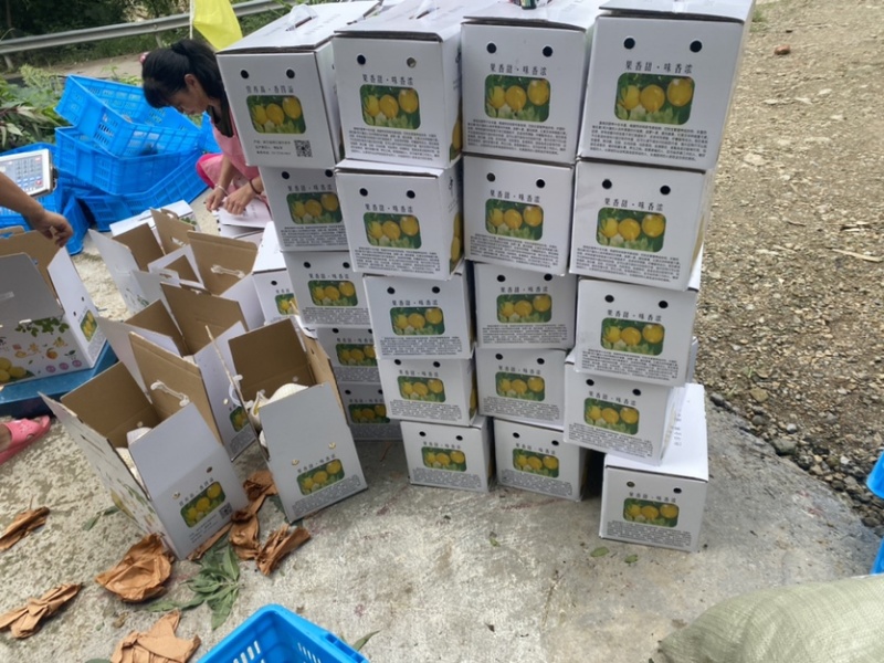 锦绣黄桃