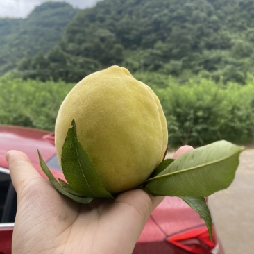 锦绣黄桃