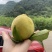 锦绣黄桃