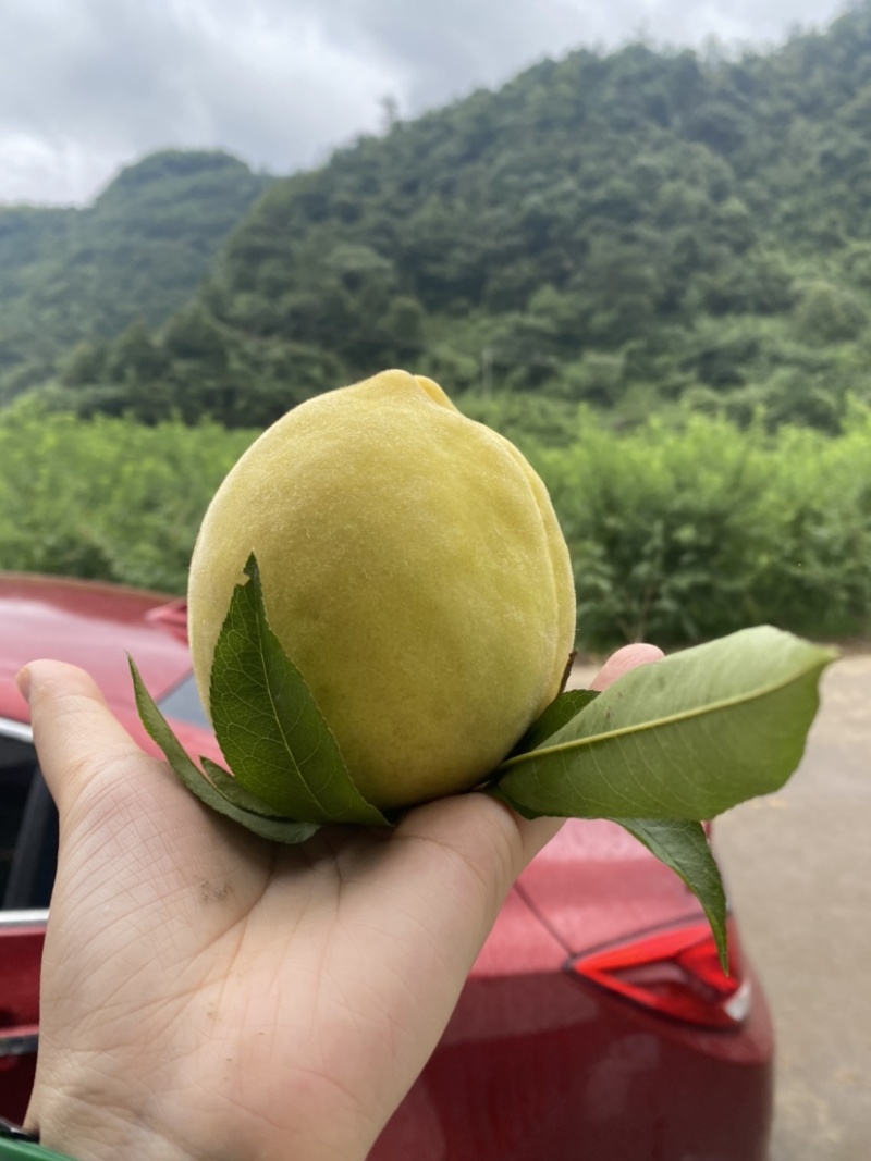锦绣黄桃