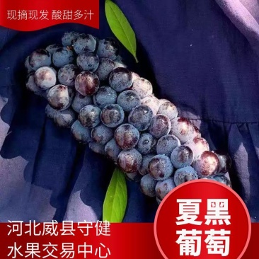 陆地夏黑葡萄头茬葡萄万亩基地直发量大从优保质保量