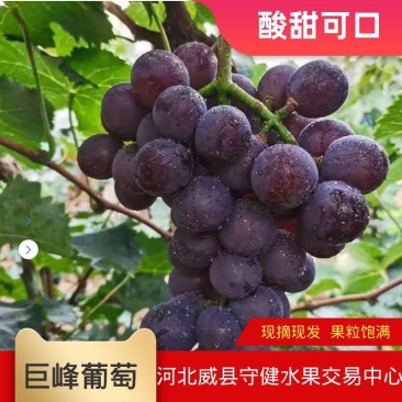 巨峰葡萄大量上市口感杠杠滴万亩基地直发量大从优