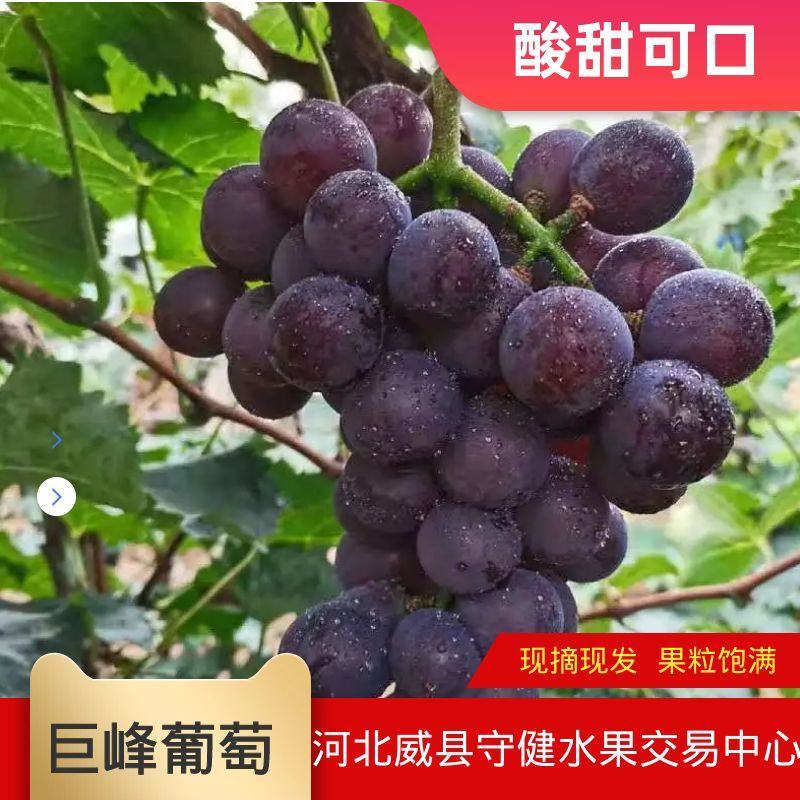 巨峰葡萄大量上市口感杠杠滴万亩基地直发量大从优