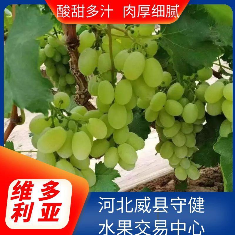 维多利亚葡萄万亩基地品质保障大量上市