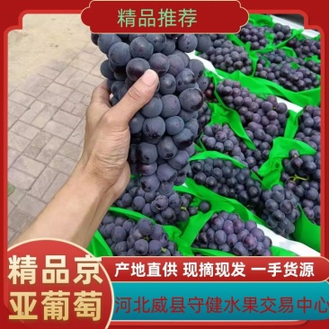 河北威县陆地京亚葡萄，万亩基地品质保障量大从优