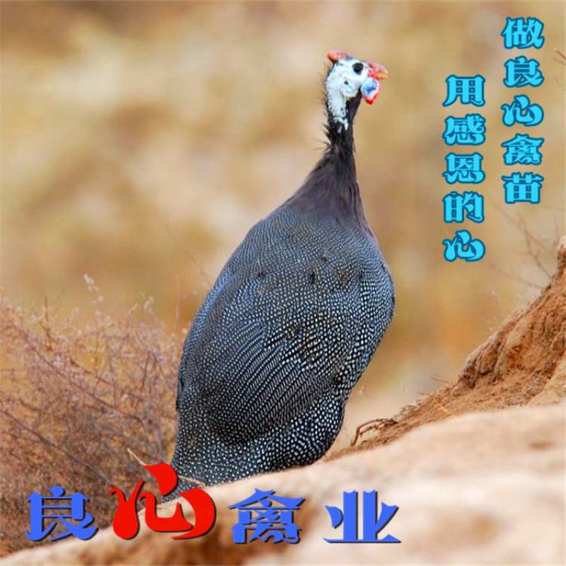 出售优质珍珠鸡苗另有黑乌鸡苗黄土鸡苗质量保证