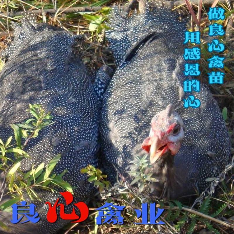 出售优质珍珠鸡苗另有黑乌鸡苗黄土鸡苗质量保证