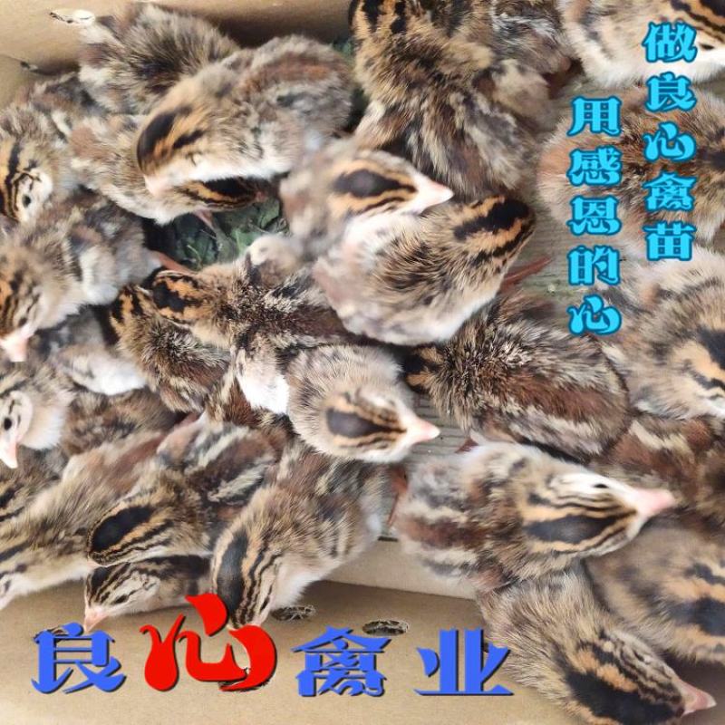 出售优质珍珠鸡苗另有黑乌鸡苗黄土鸡苗质量保证