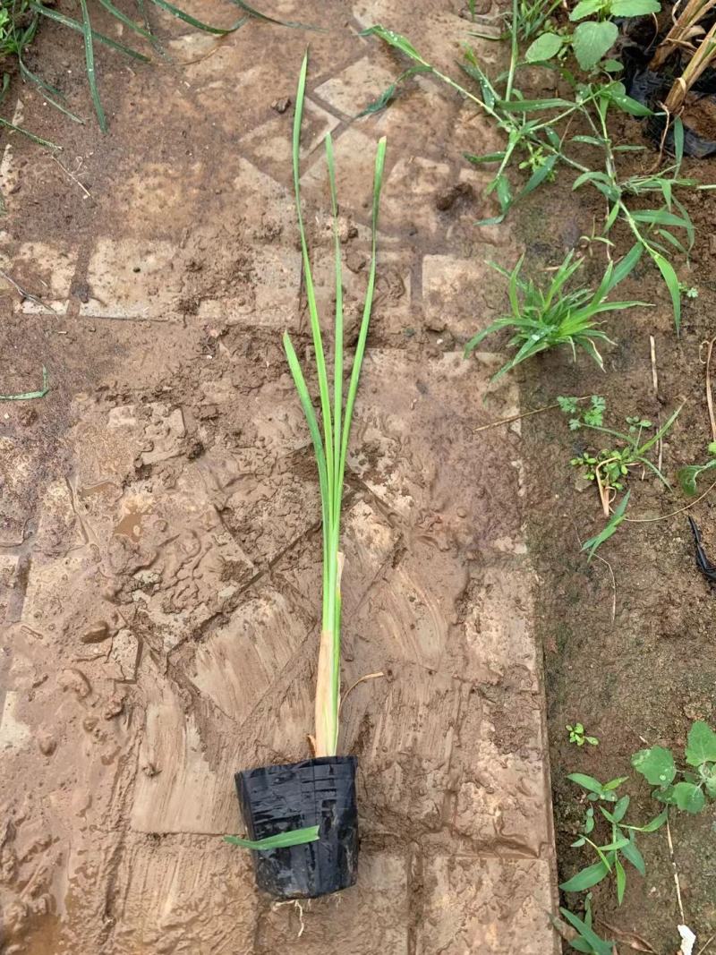 香蒲大小杯都有苗圃直发价格低质量好欢迎询价