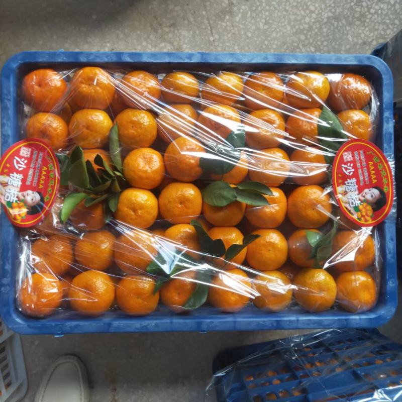 精品东江湖特早蜜桔上市了，本人收货每天有真实视频以及图片