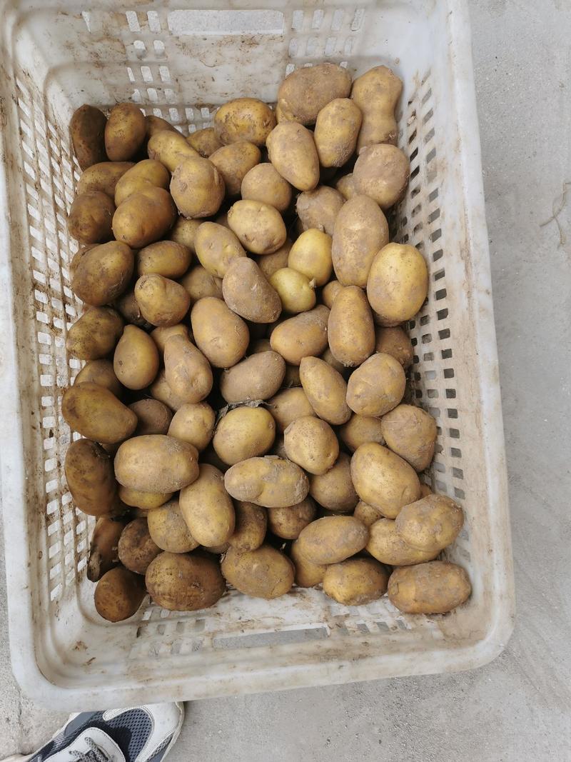 荷兰十五一到二两精品小土豆，适合云贵川等南方做种薯