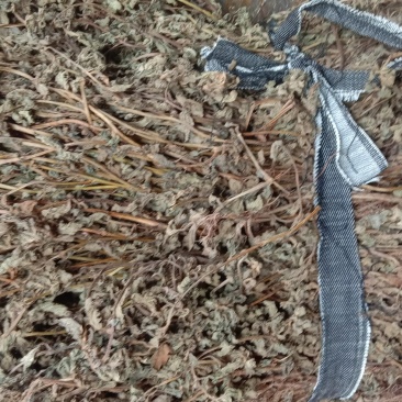中草药材仙人草产地直销