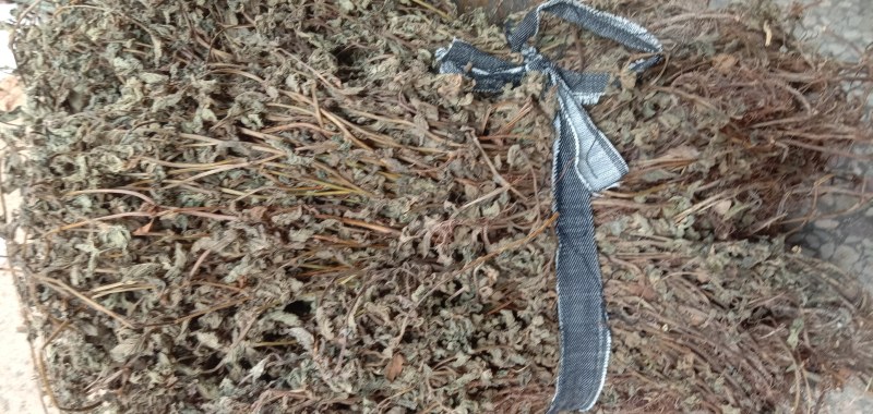 中草药材仙人草产地直销