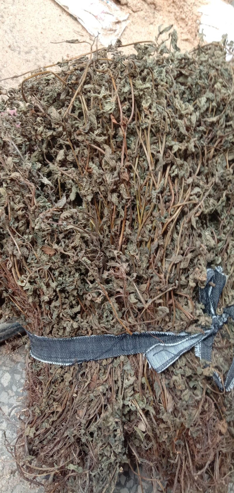 中草药材仙人草产地直销