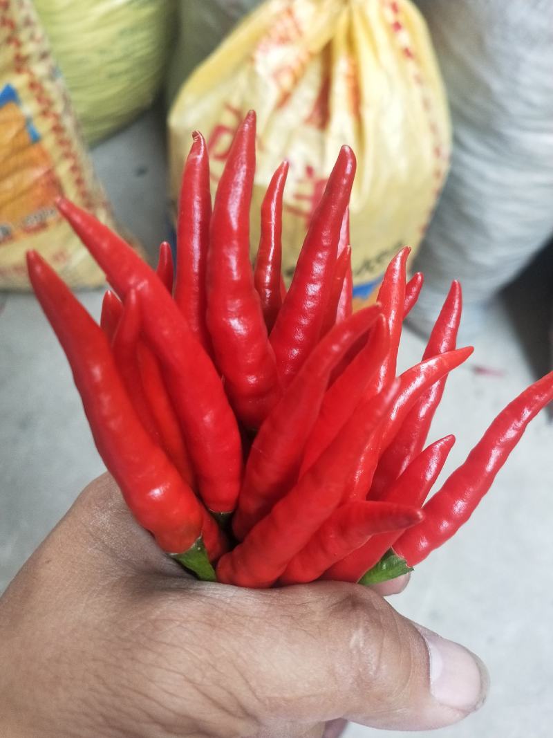 贵州高原精品小米椒