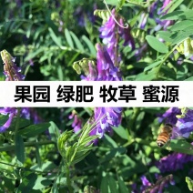 光叶紫花苕种子毛苕子果园绿肥种籽养蜂蜜源植物牧草籽野豌豆