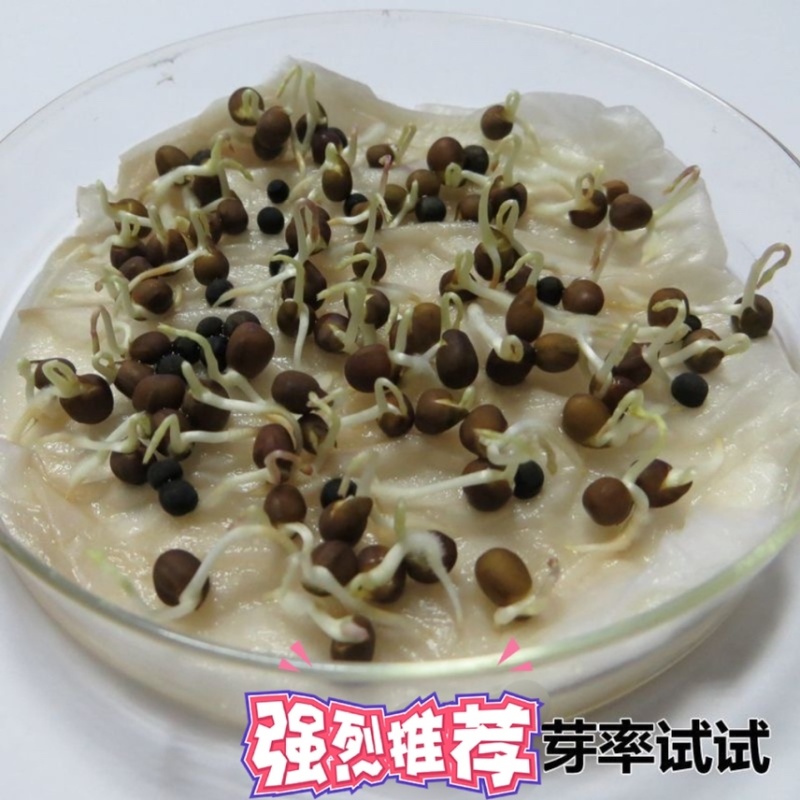 光叶紫花苕种子毛苕子果园绿肥种籽养蜂蜜源植物牧草籽野豌豆