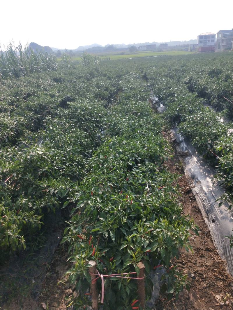 贵州高原精品小米椒