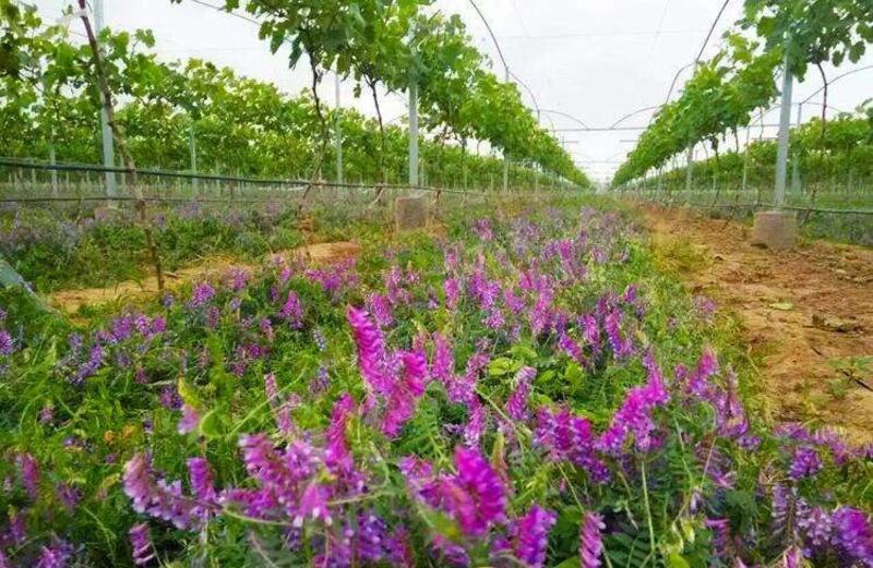 光叶紫花苕种子毛苕子果园绿肥种籽养蜂蜜源植物牧草籽野豌豆