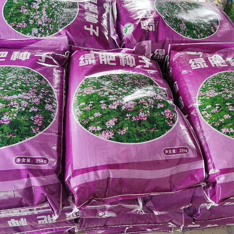 光叶紫花苕种子毛苕子果园绿肥种籽养蜂蜜源植物牧草籽野豌豆