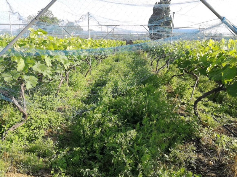 光叶紫花苕种子毛苕子果园绿肥种籽养蜂蜜源植物牧草籽野豌豆