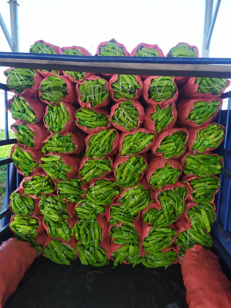 茄果类