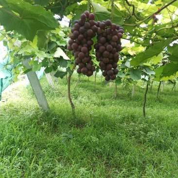 避雨棚夏黑葡萄