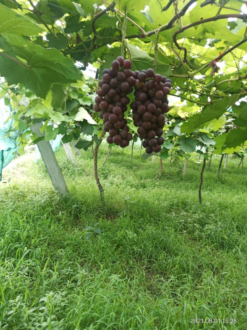 避雨棚夏黑葡萄