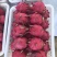 红心火龙果本地火龙果