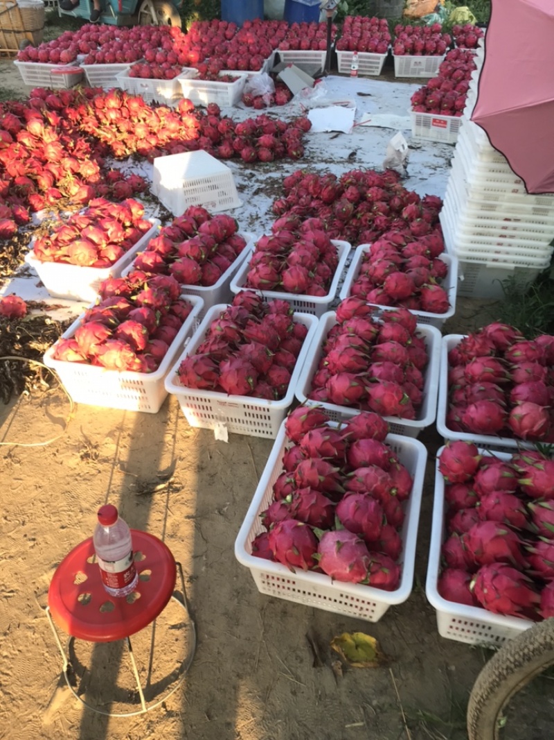 红心火龙果本地火龙果