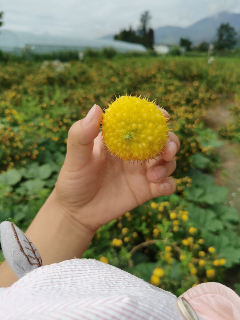 刺梨