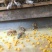 《2022年蜂花粉》油菜花粉颗粒大粉末少量大优惠