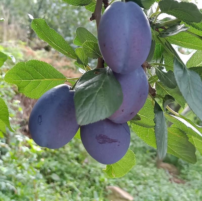 西梅