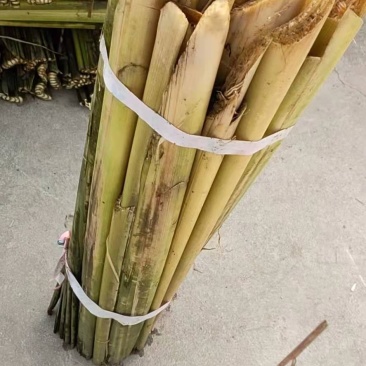 蒲草根
