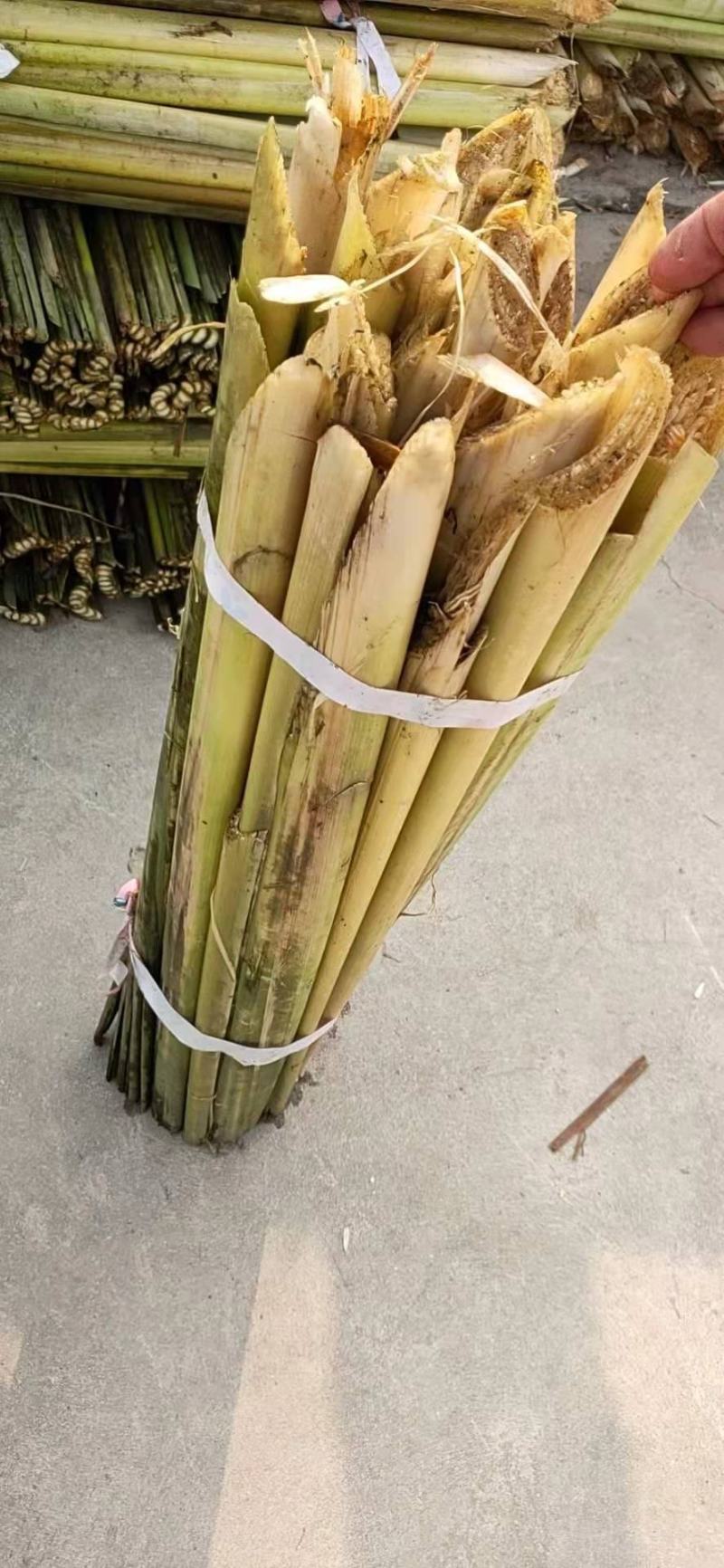 蒲草根