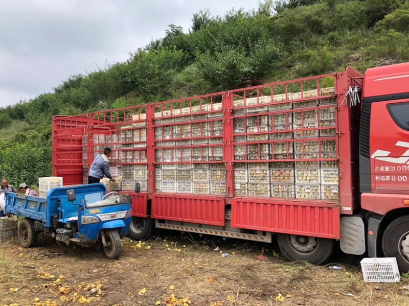 「优」金皇后3~4两量大万亩种植基地产地直发
