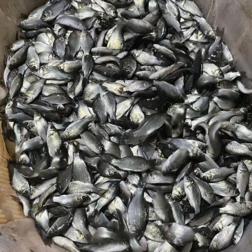 中科3号鲫鱼苗，海大百容鲫鱼苗，大量送货上门服务。