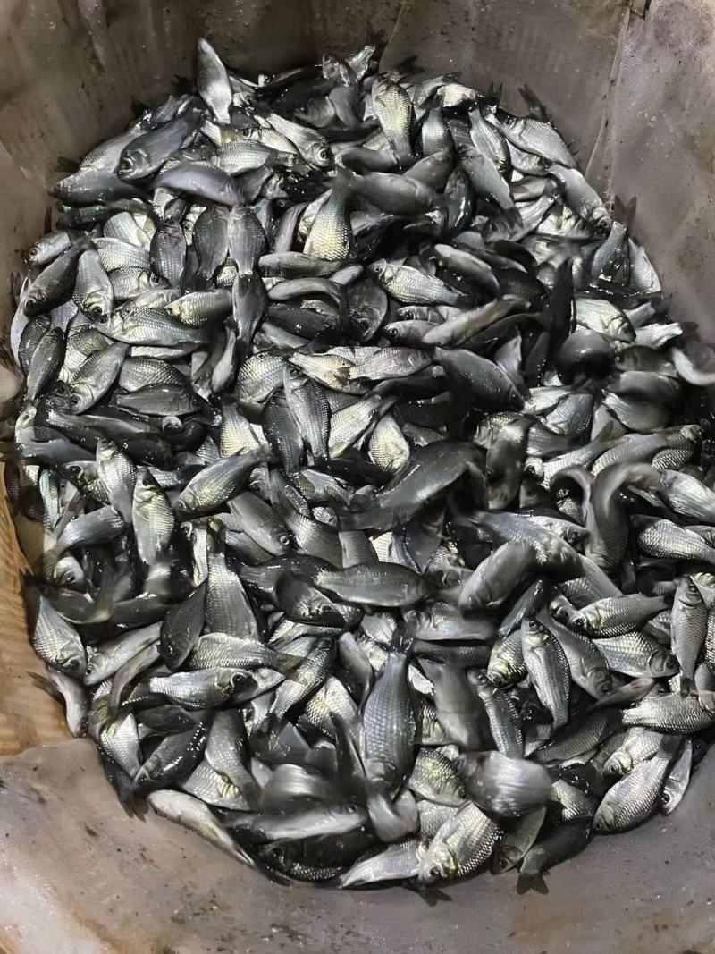 中科3号鲫鱼苗，海大百容鲫鱼苗，大量送货上门服务。