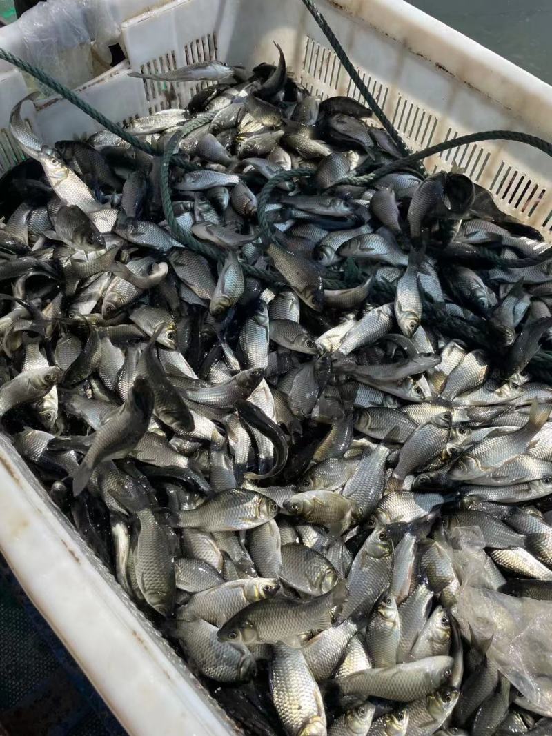 中科3号鲫鱼苗，海大百容鲫鱼苗，大量送货上门服务。