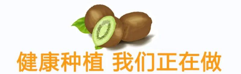 陕西周至徐香猕猴桃一件代发支持落地配，走整车