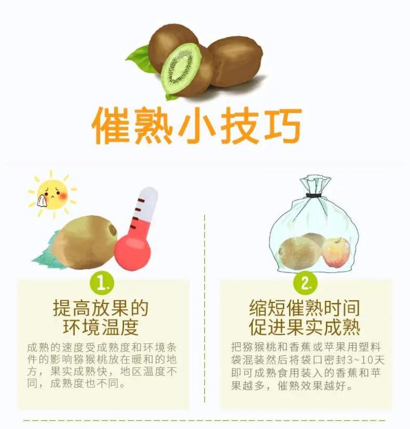 陕西周至徐香猕猴桃一件代发支持落地配，走整车