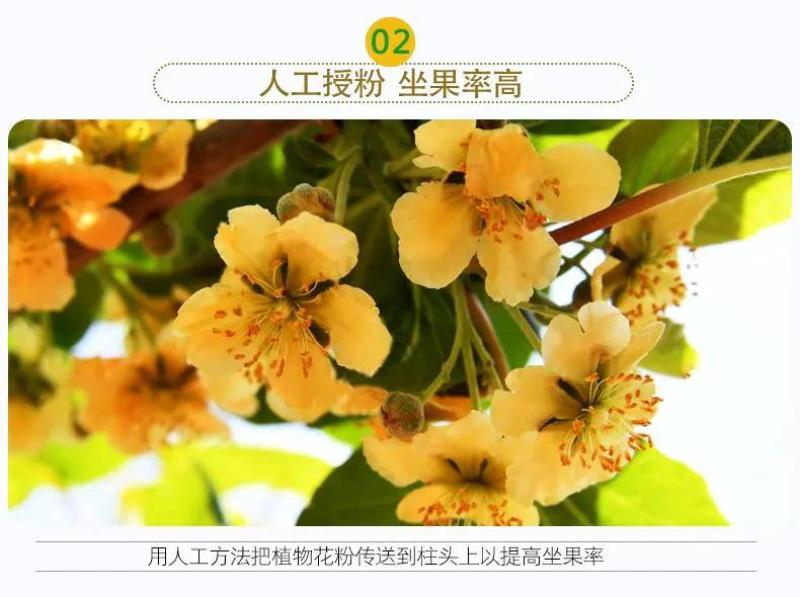 陕西周至徐香猕猴桃一件代发支持落地配，走整车