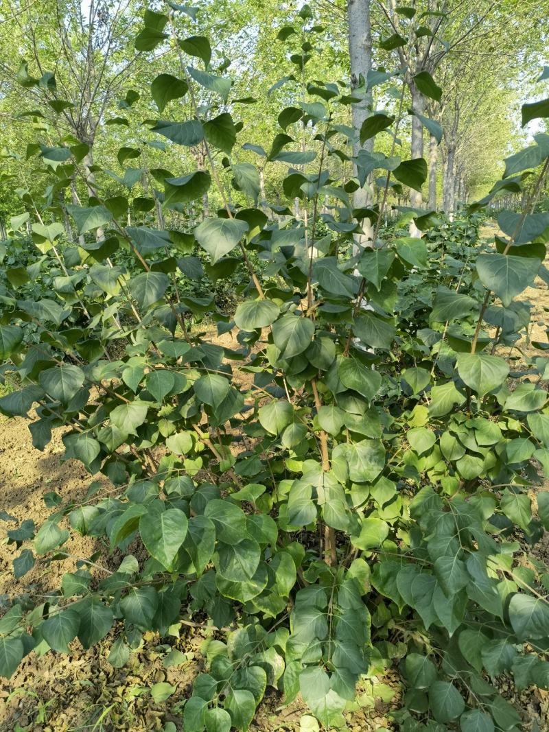 丛生紫丁香
